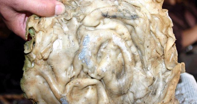 农民捡到140斤太岁,价值百万,一夜暴富后,他的生活咋样了?