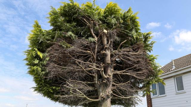 只剩半边枝叶!英国这棵树引发民众朝圣热潮