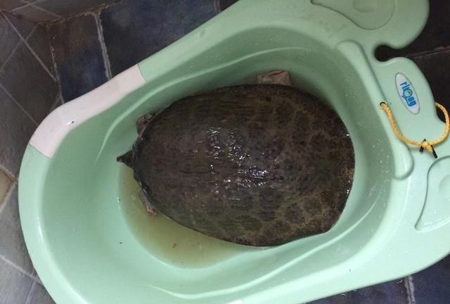 "罕见"河鳖!有人出价1000元,广东这位钓鱼人赚大了