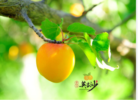 新疆英吉沙杏公益宣传活动首场推介会亮相济南