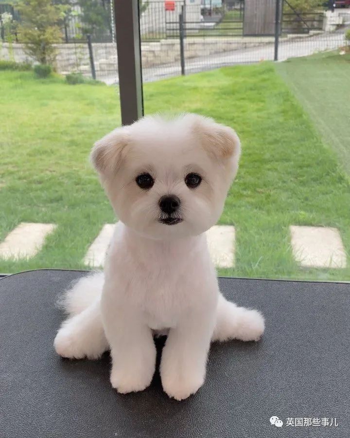 韩国这间狗子理发店狗狗理发后照片也太舒爽了吧