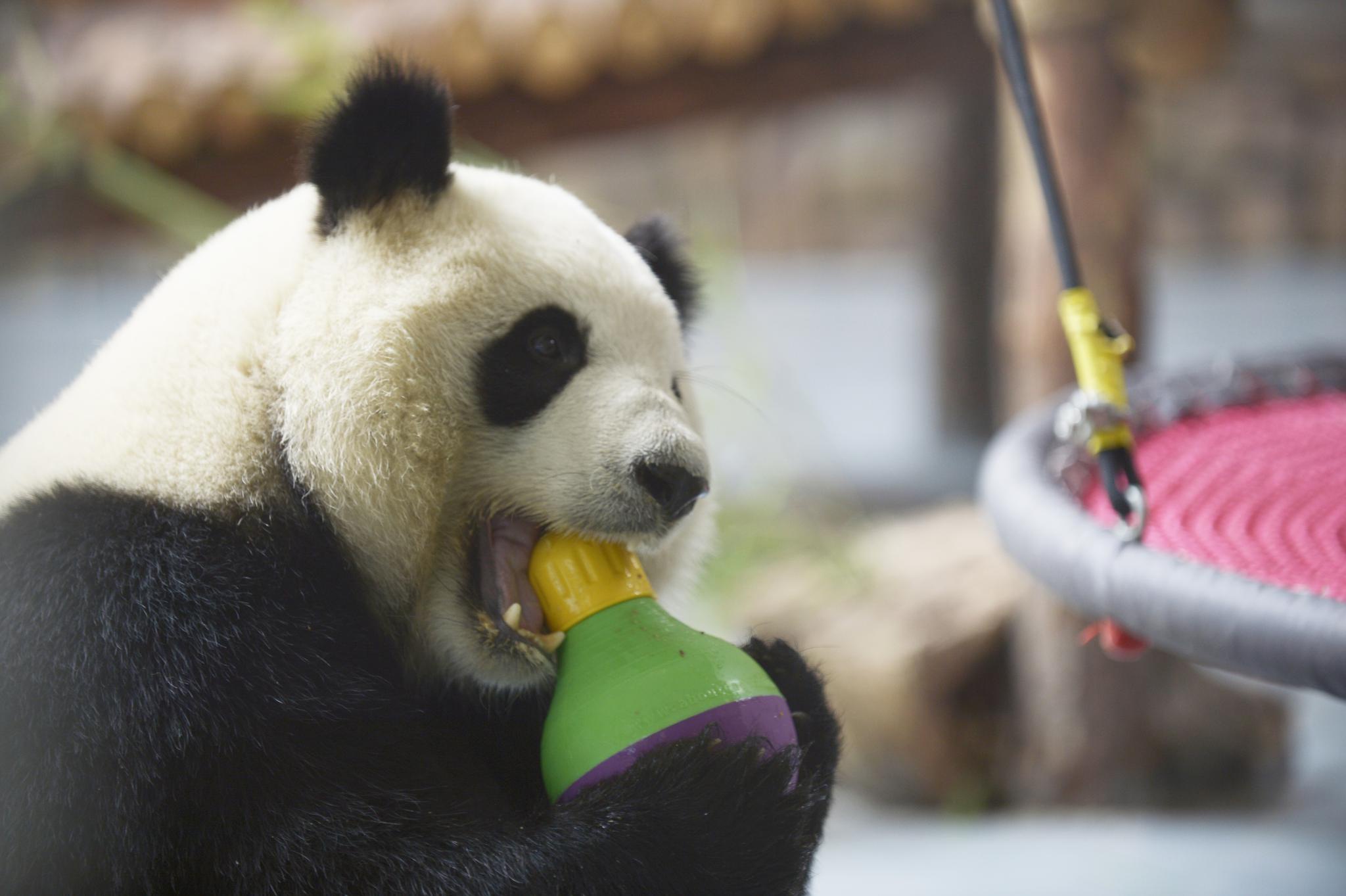 大熊猫"奇果""园满"迎来5周岁生日会