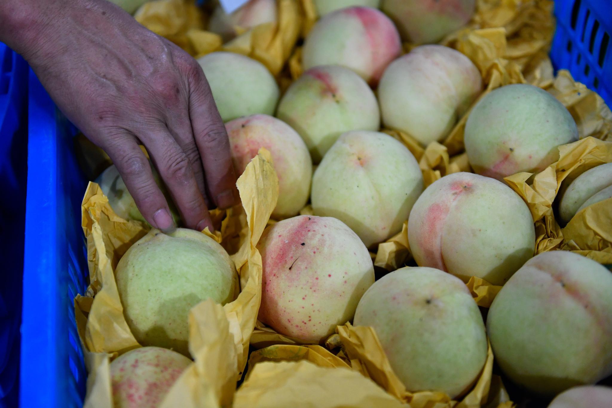 6月27日,尚田街道德馨园水蜜桃基地的果农在采摘水蜜桃.
