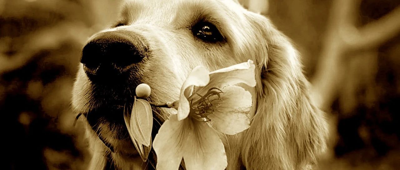 隐秘的宠物殡葬猫猫狗狗们的死亡价码 狗 新浪财经 新浪网