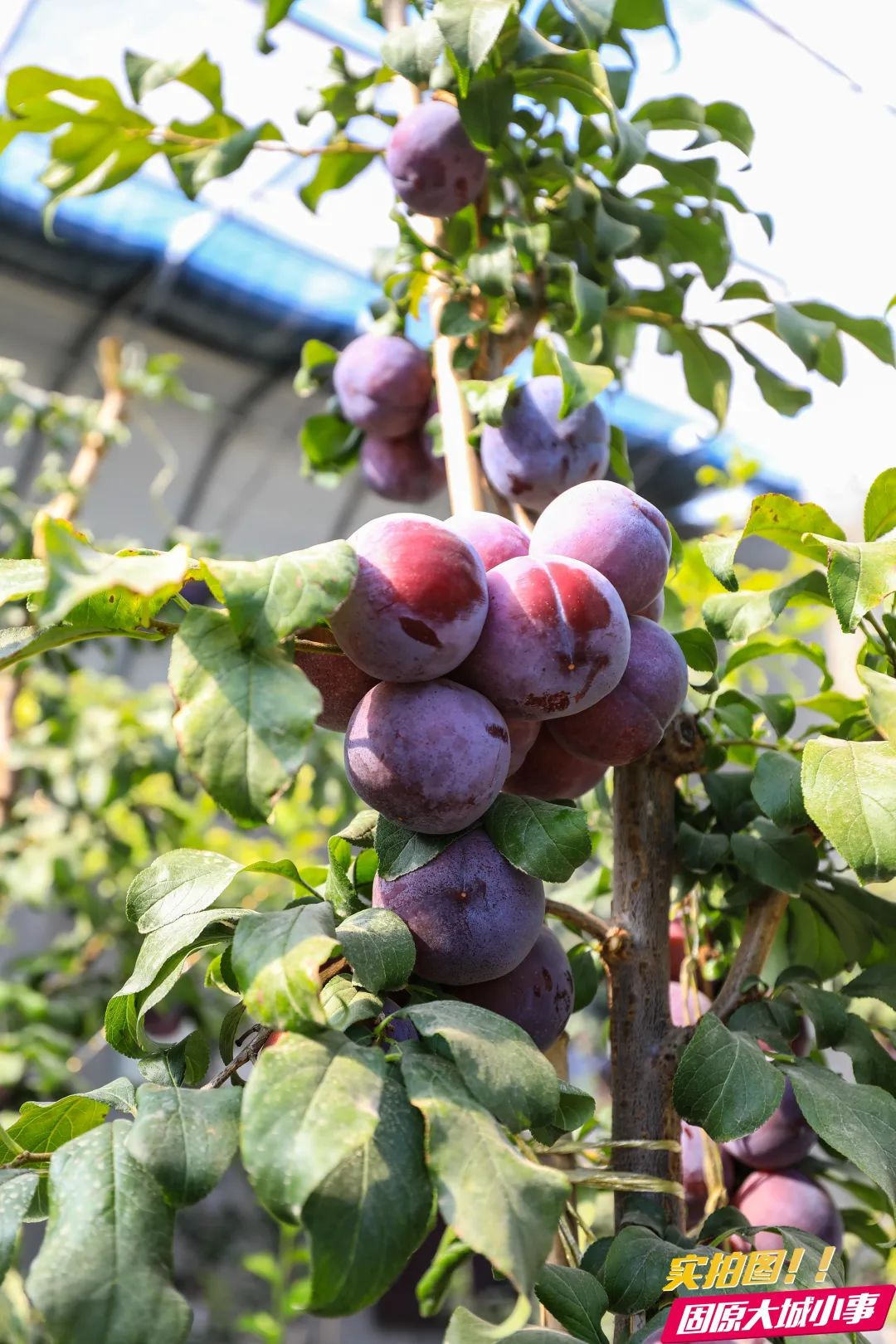 游玩固原人们拖家带口涌向彭堡的这个村子只为