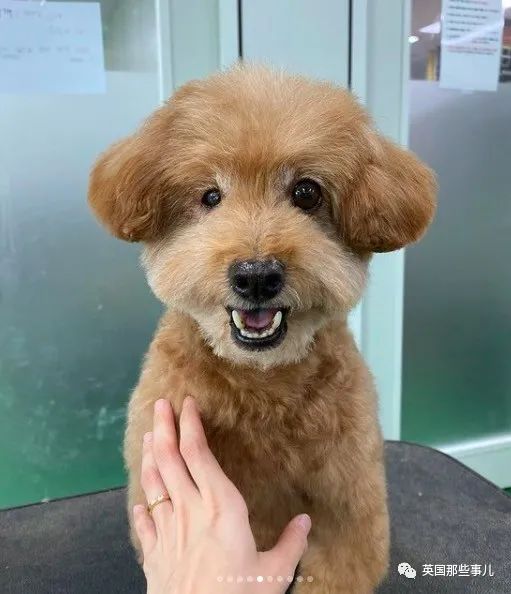 韩国这间狗子理发店狗狗理发后照片也太舒爽了吧