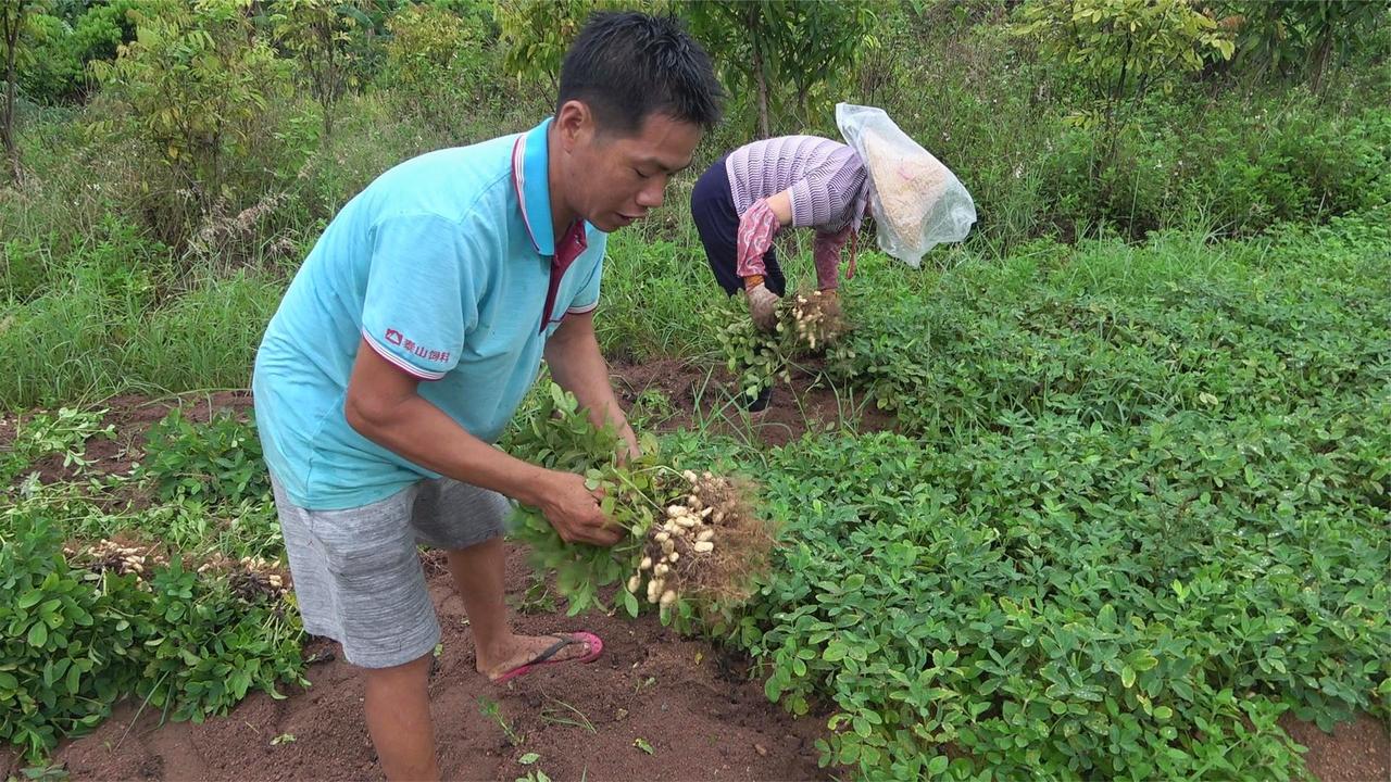 赶在下雨前,小池帮妈妈把田地的花生拔光,7块一斤能卖200多块