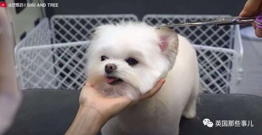 韩国这间狗子理发店狗狗理发后照片也太舒爽了吧