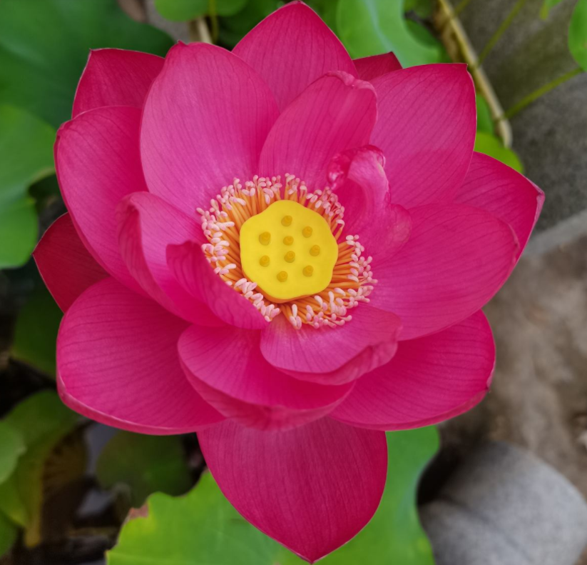 养花|福气|植物_新浪新闻