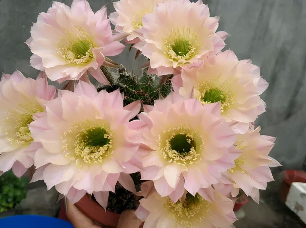 4种漂亮的懒人花抗病性强四季轮番开是阳台盆栽佳品