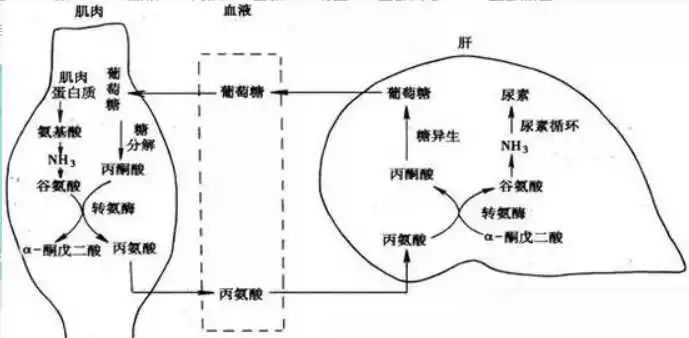 什么是"荔枝病",为什么会得"荔枝病"?