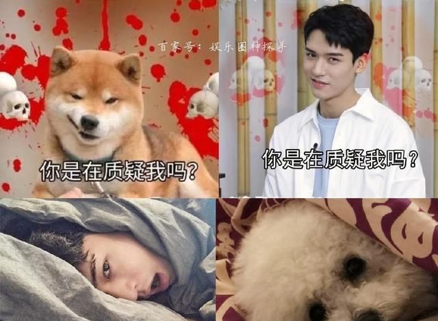 龚俊和狗狗表情"神同步"?网友:这未免太像了!