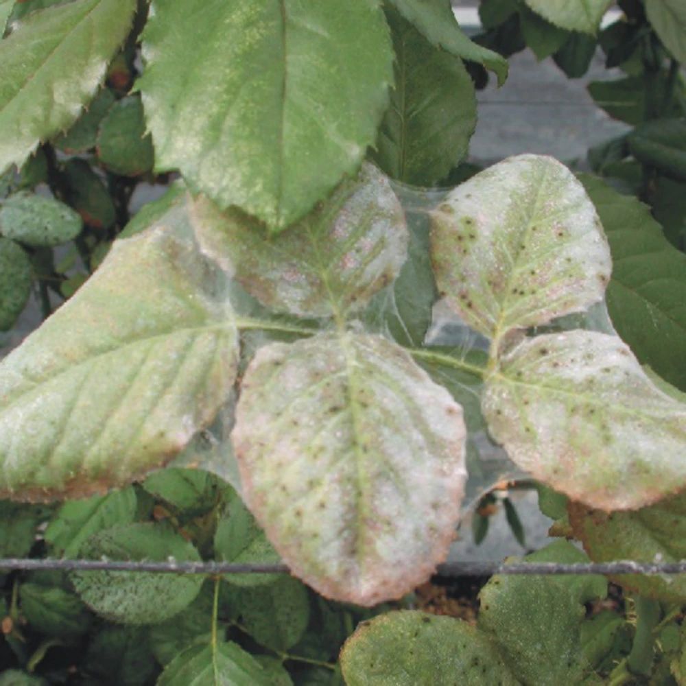 夏天花卉易感染红蜘蛛,特别是阳台养花,虫卵和成虫怎么清理?