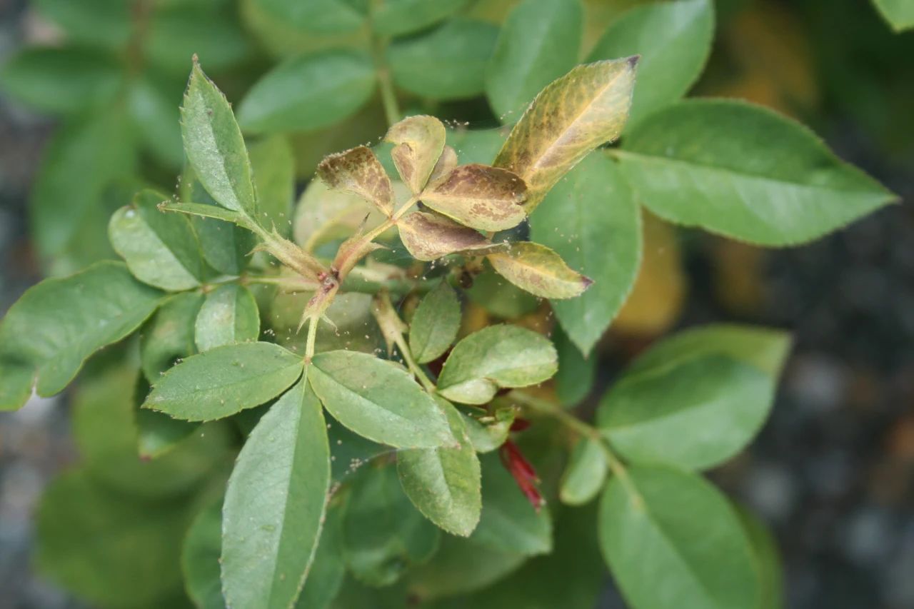 在春末夏初,夏季末期和秋季的时候,各类植物都特别容易感染红蜘蛛.