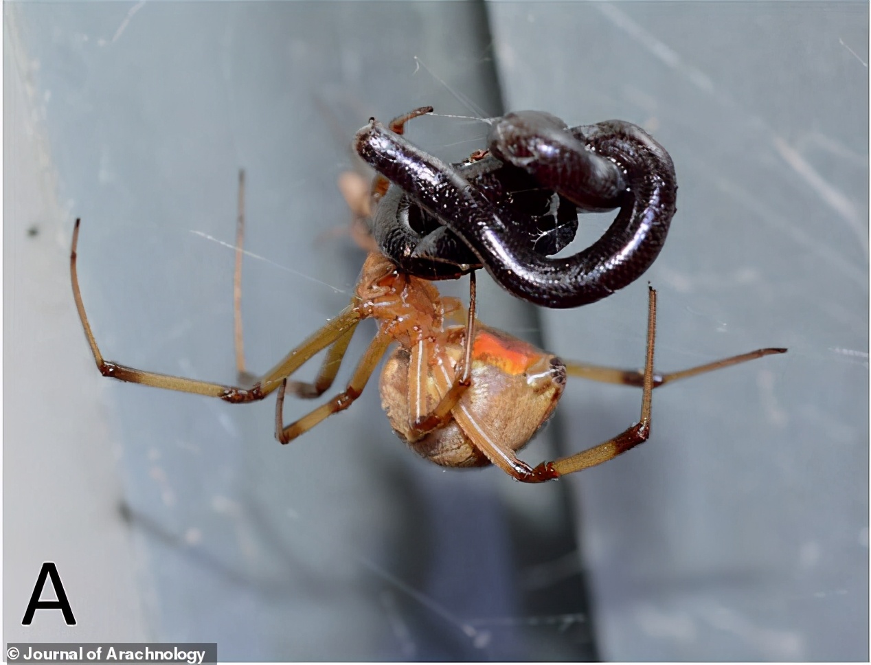 杀死277条蛇的蜘蛛黑寡妇们守株待兔一击必杀为何蛇会输