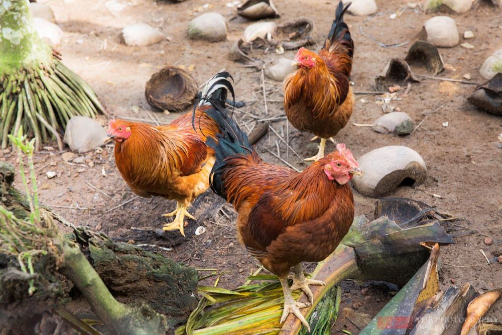 寻找正宗海南文昌鸡原来鸡肉不是煮熟是烫熟的海南人没听过