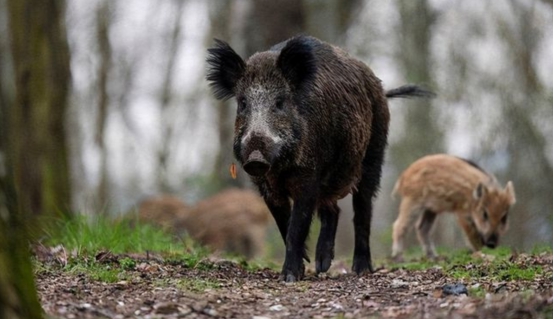 物种入侵有多可怕亚洲鲤鱼在美国泛滥美国太阳鱼偷偷闯入四川