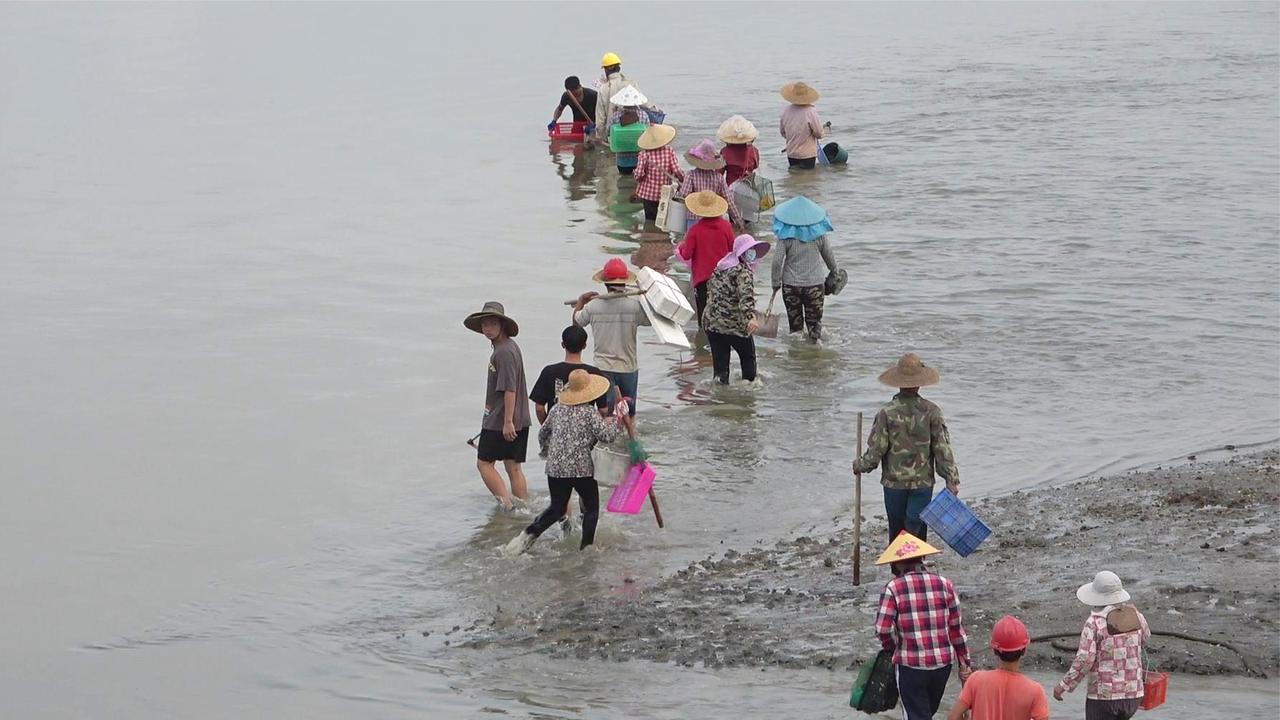 赶海大队浩浩荡荡闯入海面,开启挖掘花甲之路,小池挖到30多斤