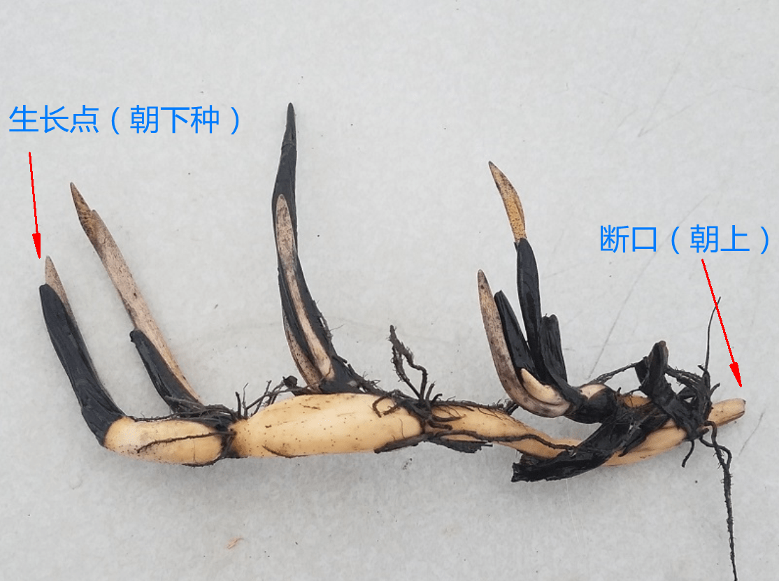 藕种更容易开花,不要种颠倒了,用肥和土要注意|碗莲|土壤|生长点_新浪