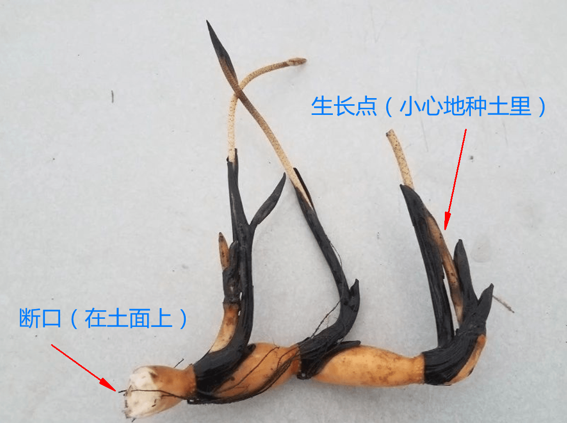 种碗莲买种藕种更容易开花不要种颠倒了用肥和土要注意