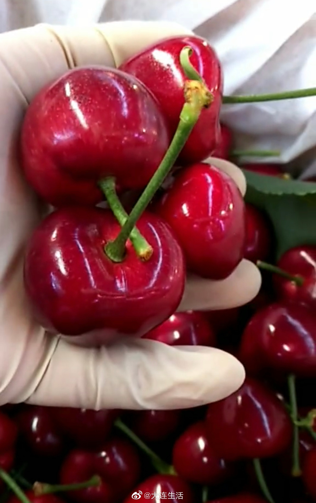 日本青森樱桃一颗3万日元