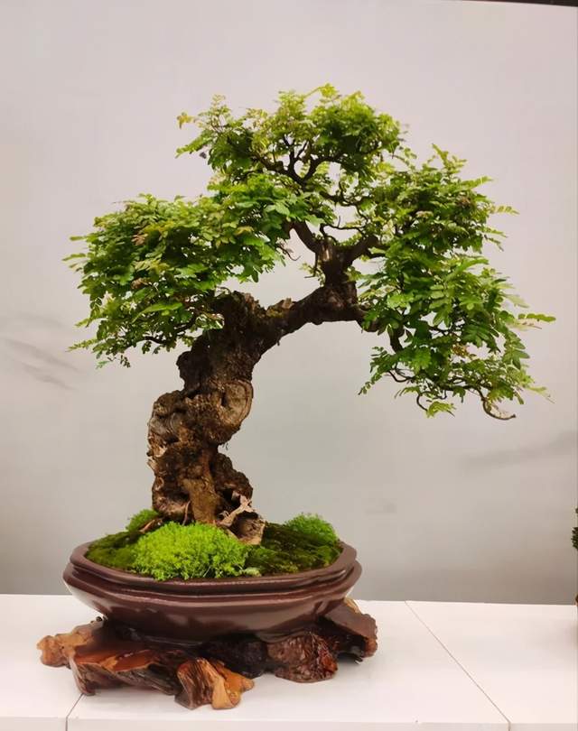 盆景"养叶"很关键,日常简单的操作,就让叶片翠绿茁壮|盆景|叶片|植物