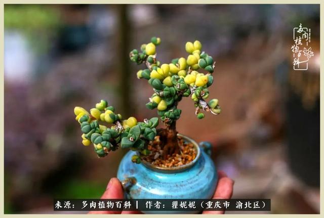 鹿角大佬:陶君懿——浙江金华   66他的鹿角海棠就