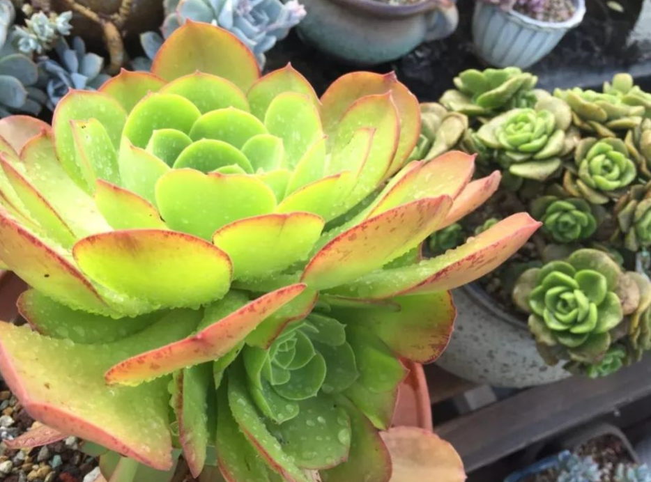 养殖多肉植物玉龙观音该注意哪些