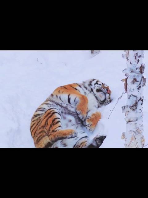 极寒天气下躺平的东北虎… 来源