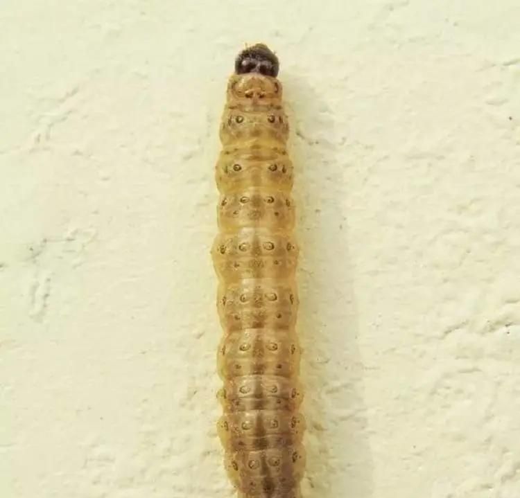 水稻钻心虫特效药 水稻稻纵卷叶螟成虫怎么防治