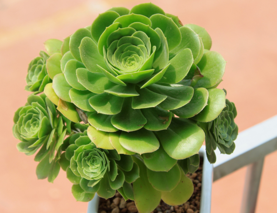 养殖多肉植物玉龙观音该注意哪些