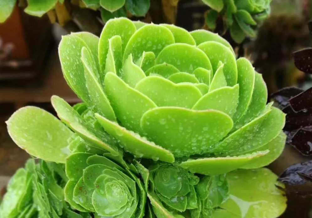 养殖多肉植物玉龙观音,该注意哪些?