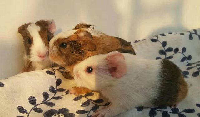 荷兰猪是仓鼠吗荷兰猪的寿命是多久