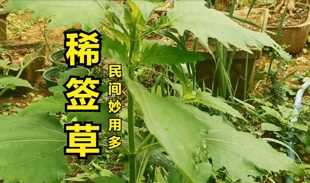 稀签草又名肥猪苗,在农村的田坎上,地里,路边等地方都可以见得到它.