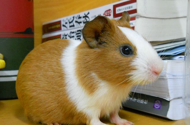 荷兰猪是仓鼠吗荷兰猪的寿命是多久