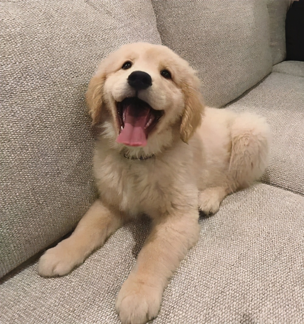 为什么金毛这么讨人喜欢?几个优点足够解释什么叫狗界暖男模范