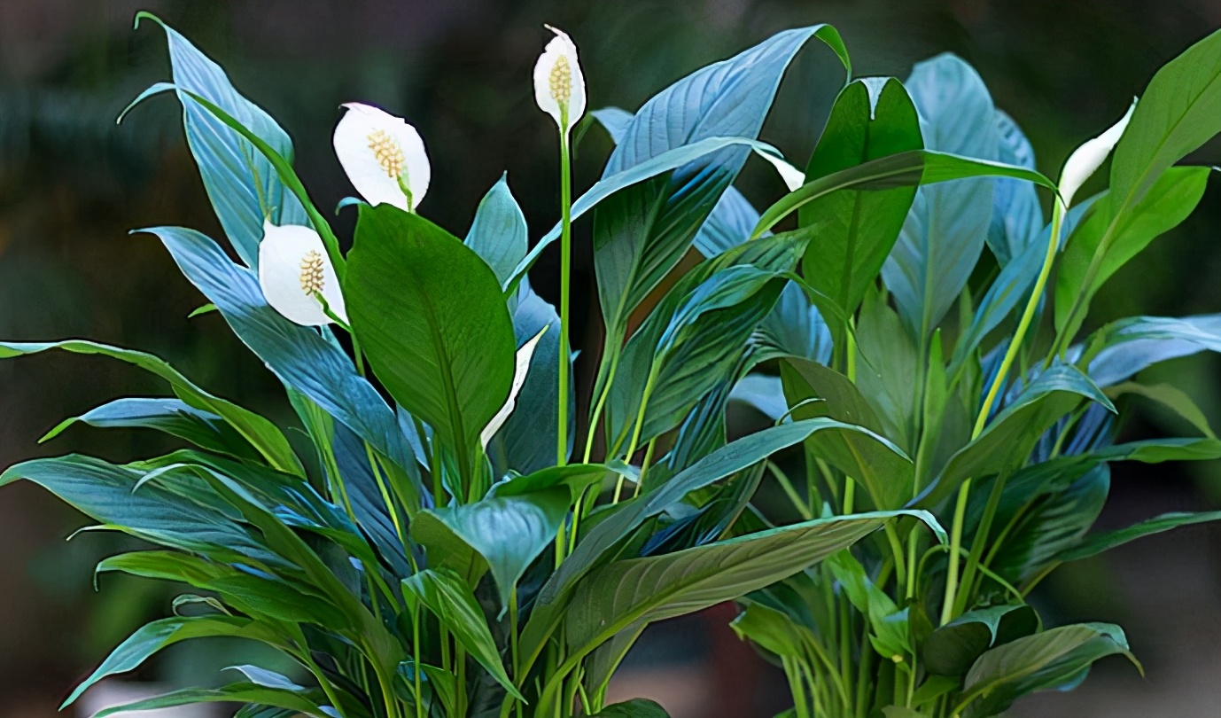 家里光照弱可以养什么开花植物养这3种光照强了反而养不好