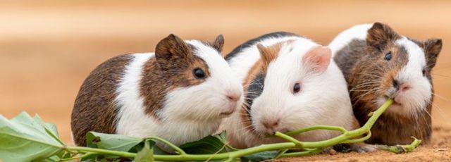 荷兰猪是仓鼠吗荷兰猪的寿命是多久