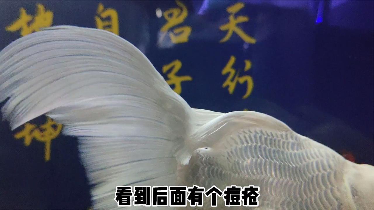 不是说观赏鱼只要体表不正常,那就一定是打粉病,情况有很多种