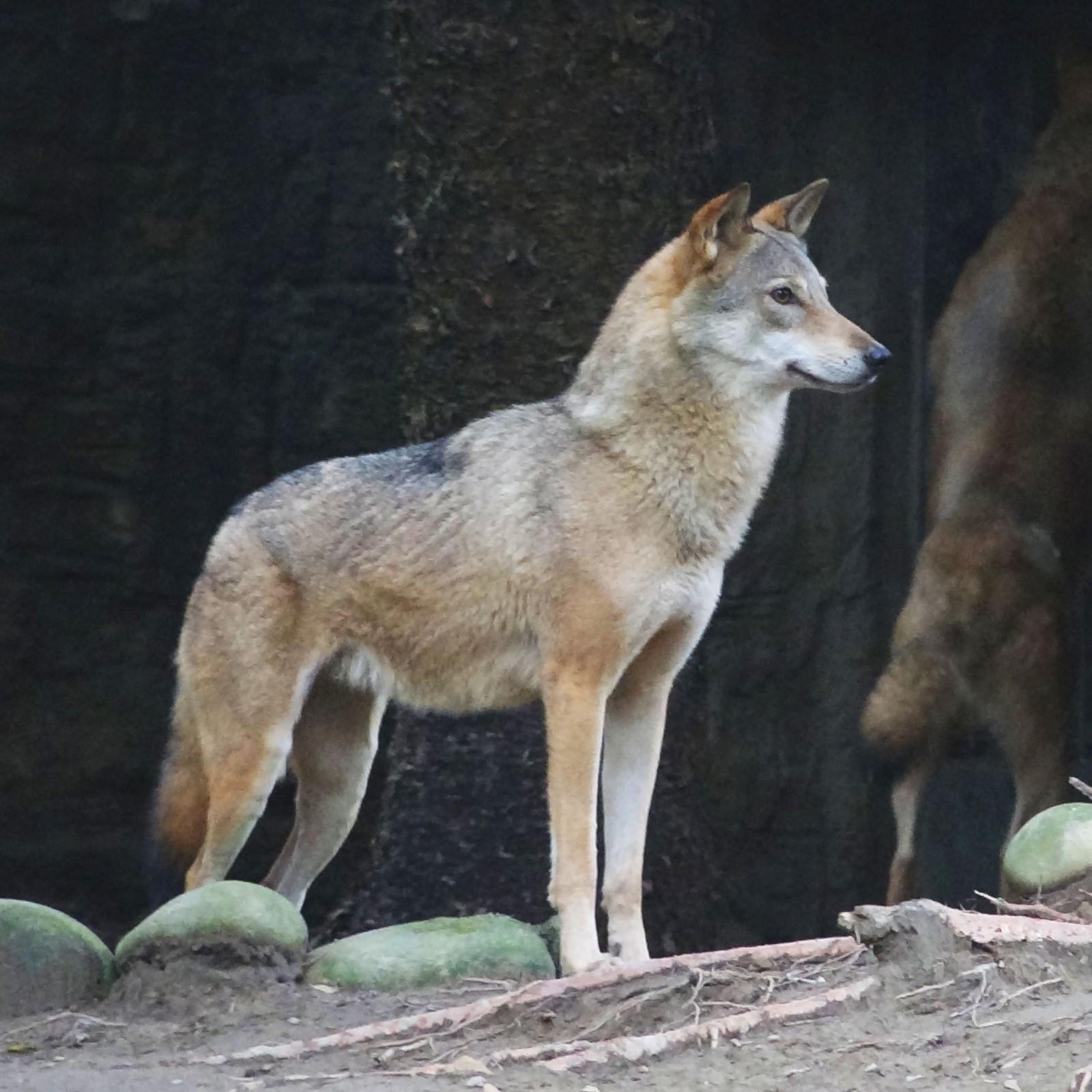 我国的狼是中国狼,体长在100-120厘米左右,肩高约68-76厘米,重量35-45