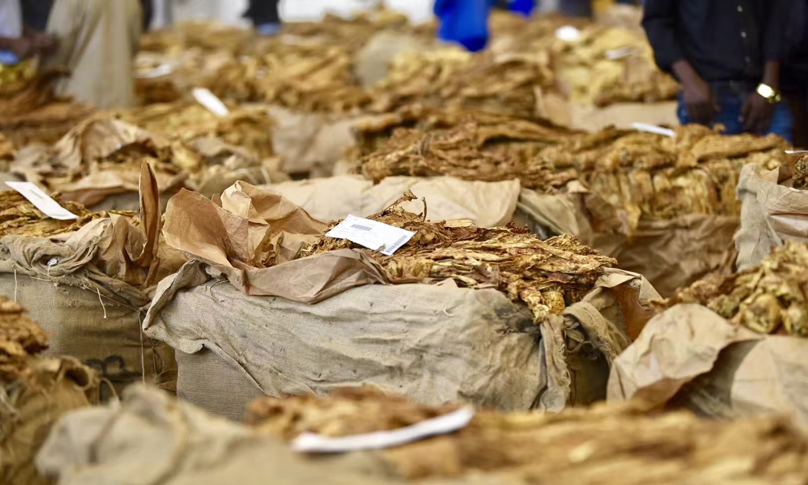 一盒香烟,是怎么生产的?工序繁杂|烟叶|香烟|醇化_新浪新闻
