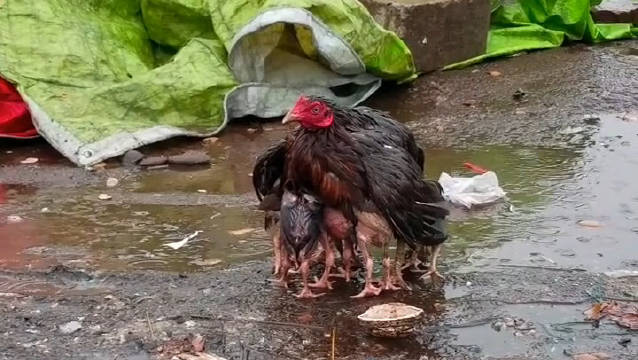 鸡妈妈淋雨护小鸡,母爱真是太伟大了!