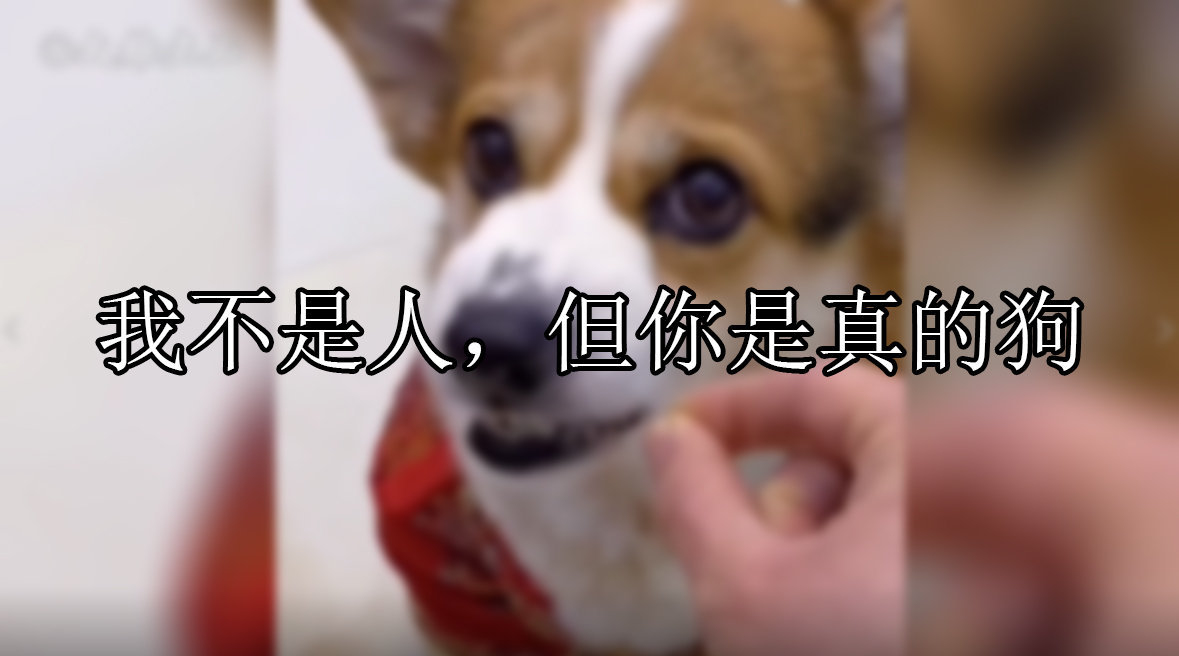 我 不 是 人 , 但 你 是 真 的 狗_新浪新闻