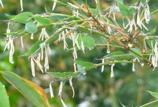 竹米|竹子|大米_新浪新闻