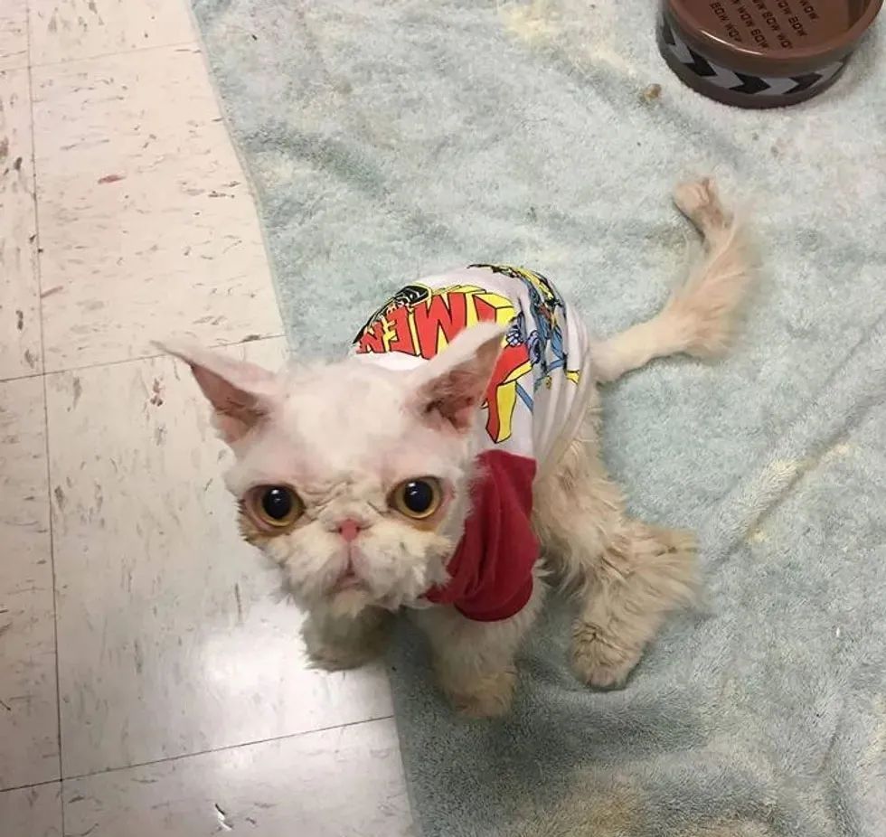 国外小哥捡到一只绵羊猫养了半年之后哭了