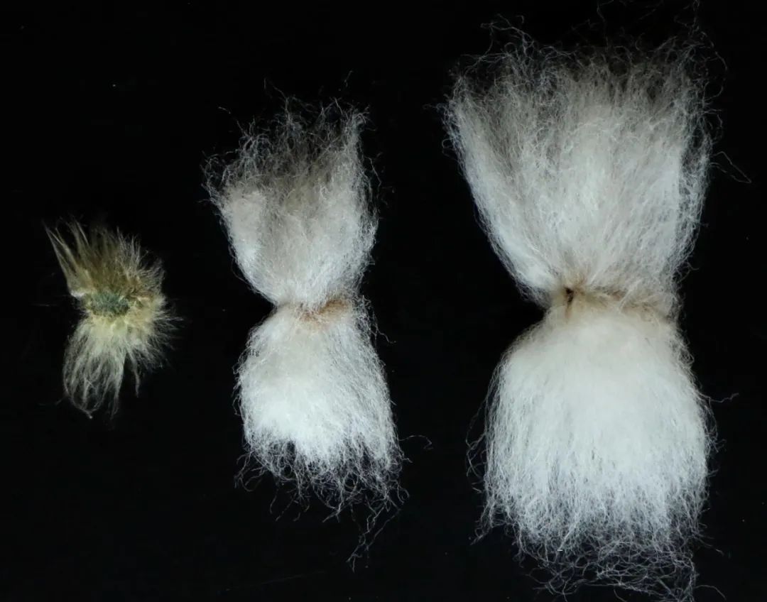 党旗下的科技发展系列新疆长绒棉掌握棉花话语权