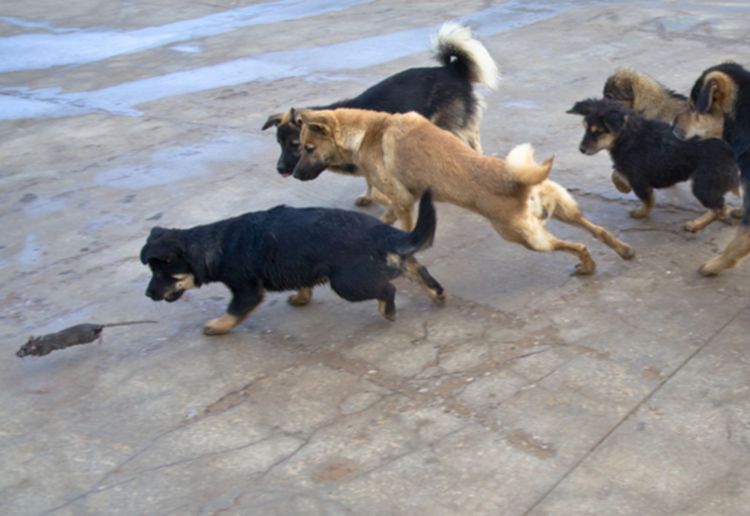 老人训练流浪狗抓老鼠效果比猫67咪还得劲小区居民拍手称快