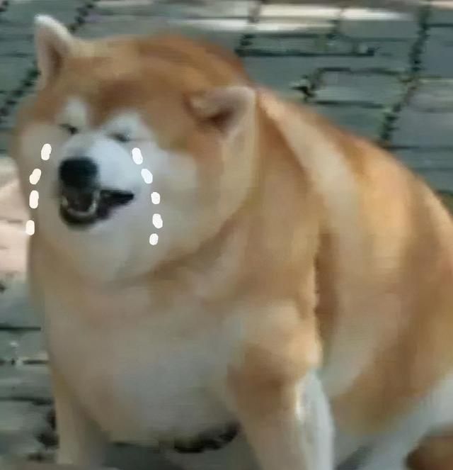 柴犬呕吐怎么办 先别着急 柴犬 呕吐物 症状 新浪新闻