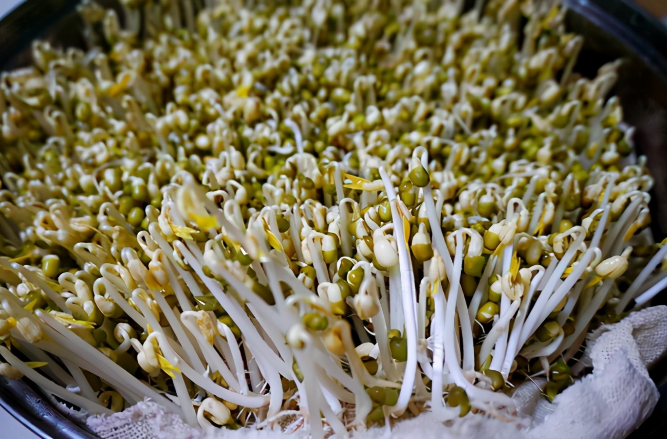 在家发豆芽,4天就能吃,方法教给你,制作简单!