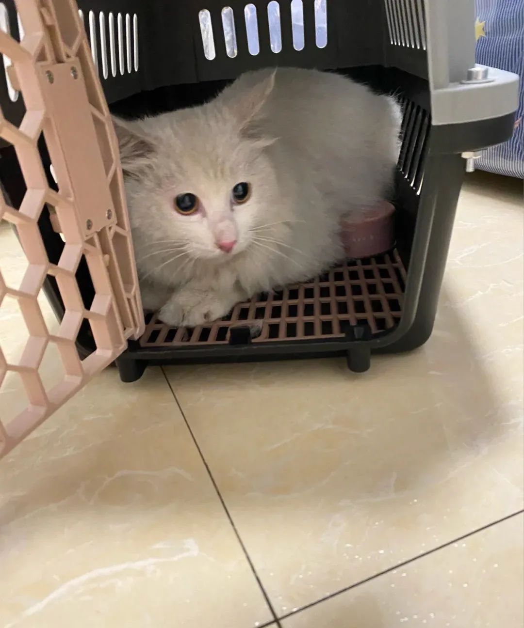 国外小哥捡到一只绵羊猫养了半年之后哭了